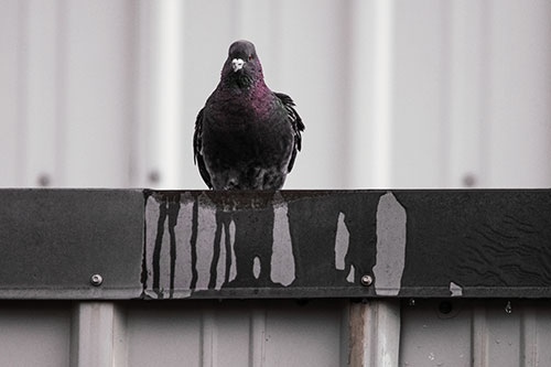 Glaring Pigeon Keeping Watch Along Steel Roof Edge (Orange Tint Photo)