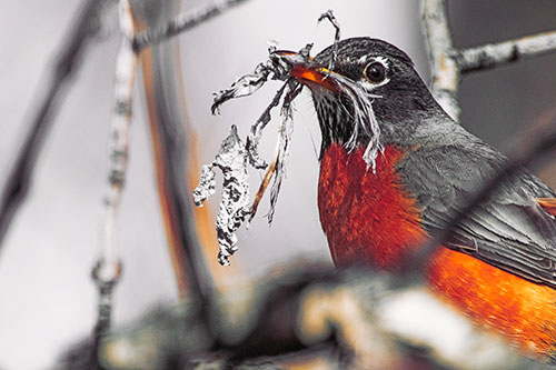 Mouthful American Robin Collecting Nest Straw (Orange Tint Photo)