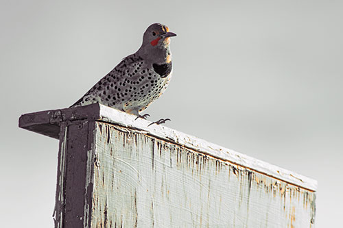 Northern Flicker Woodpecker Keeping Watch Atop Birdhouse (Orange Tint Photo)