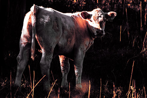 White Cow Calf Looking Backwards (Orange Tint Photo)