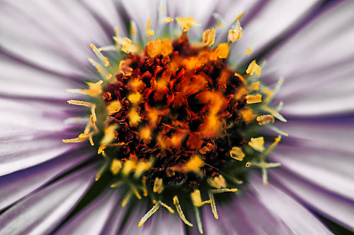 Withering Aster Flower Head (Orange Tint Photo)