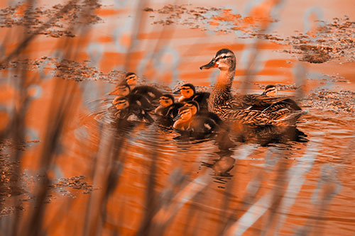 Ducklings Surround Mother Mallard (Orange Tone Photo)