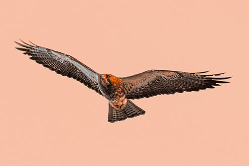 Flying Rough Legged Hawk Patrolling Sky (Orange Tone Photo)
