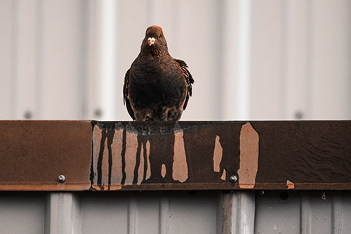Glaring Pigeon Keeping Watch Along Steel Roof Edge (Orange Tone Photo)