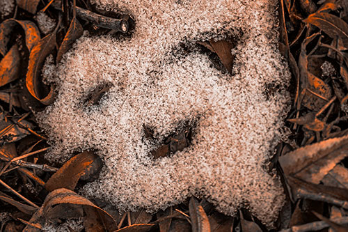 Happy Snow Face Among Dead Twisted Leaves (Orange Tone Photo)