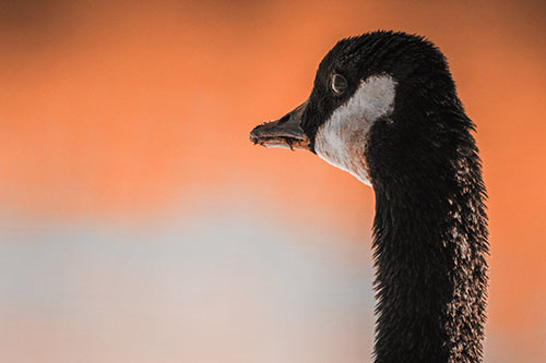 Hungry Crumb Mouthed Canadian Goose Senses Intruder (Orange Tone Photo)