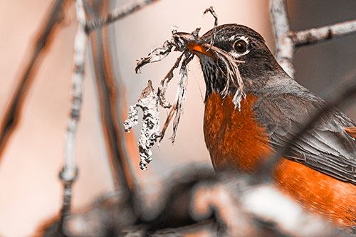 Mouthful American Robin Collecting Nest Straw (Orange Tone Photo)