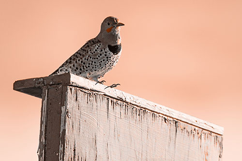 Northern Flicker Woodpecker Keeping Watch Atop Birdhouse (Orange Tone Photo)