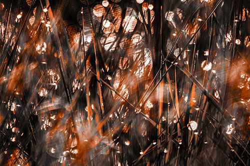 Sunlight Sparkles Burst Through Dewy Grass (Orange Tone Photo)