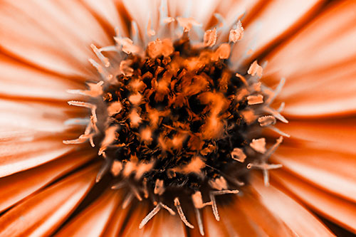 Withering Aster Flower Head (Orange Tone Photo)