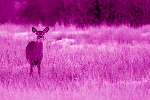 Curious White Tailed Deer Watching Among Snowy Field (Pink Shade Photo)