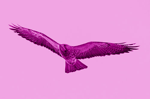 Flying Rough Legged Hawk Patrolling Sky (Pink Shade Photo)