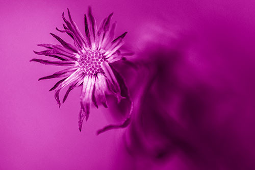 Freezing Aster Flower Shaking Among Wind (Pink Shade Photo)
