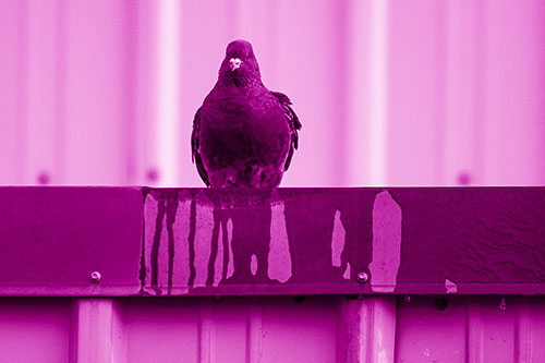 Glaring Pigeon Keeping Watch Along Steel Roof Edge (Pink Shade Photo)