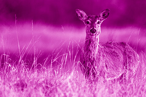 Motionless White Tailed Deer Watches Among Tall Grass (Pink Shade Photo)