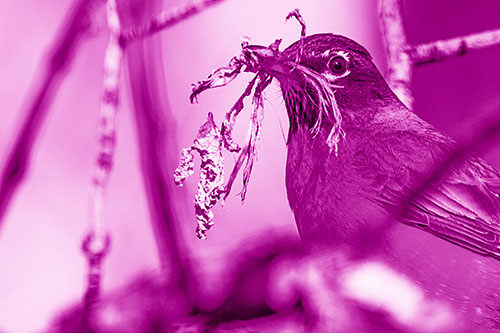 Mouthful American Robin Collecting Nest Straw (Pink Shade Photo)