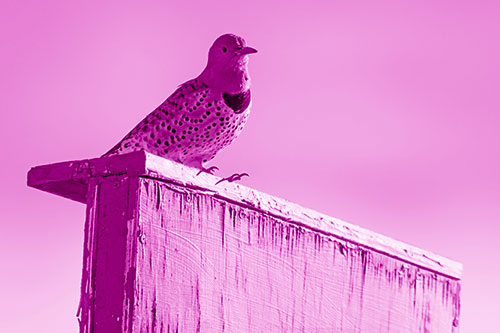 Northern Flicker Woodpecker Keeping Watch Atop Birdhouse (Pink Shade Photo)