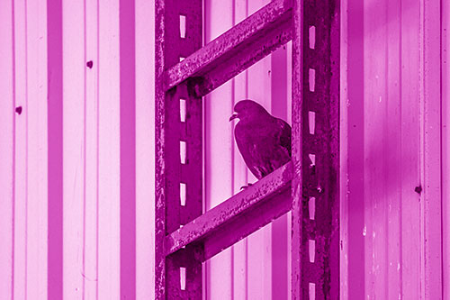 Rusted Ladder Pigeon Keeping Watch (Pink Shade Photo)