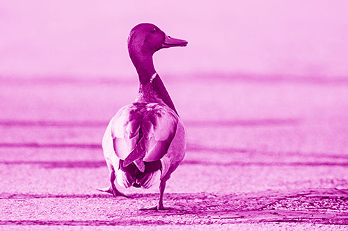 Smiling Mallard Duck Walking Down Sidewalk (Pink Shade Photo)