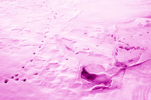 V Shaped Footprint Path Across Frozen Snow Covered River (Pink Shade Photo)