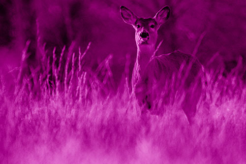 White Tailed Deer Stares Behind Feather Reed Grass (Pink Shade Photo)