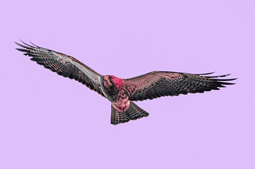 Flying Rough Legged Hawk Patrolling Sky (Pink Tint Photo)