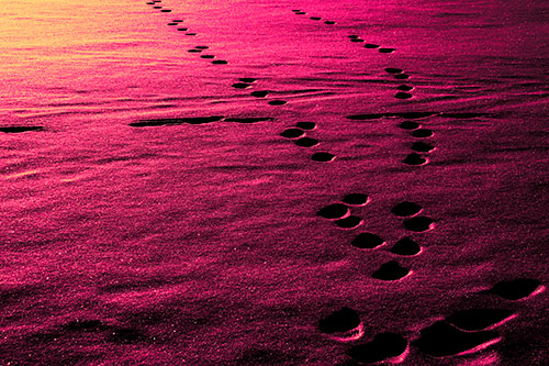Footprint Trail Across Snow Covered Lake (Pink Tint Photo)