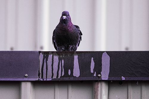 Glaring Pigeon Keeping Watch Along Steel Roof Edge (Pink Tint Photo)