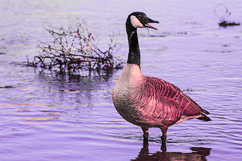 Grass Blade Dangling From Honking Canadian Goose Beak (Pink Tint Photo)