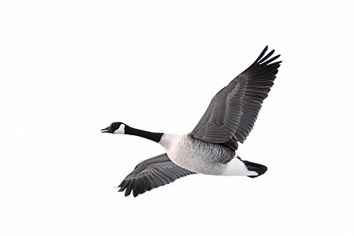 Honking Goose Soaring The Sky (Pink Tint Photo)