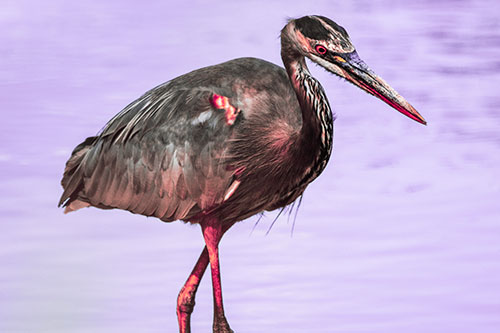 Hungry Great Blue Heron Spots Swimming Fish (Pink Tint Photo)