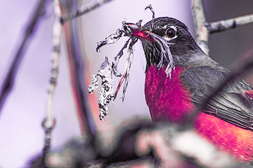 Mouthful American Robin Collecting Nest Straw (Pink Tint Photo)