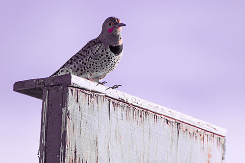 Northern Flicker Woodpecker Keeping Watch Atop Birdhouse (Pink Tint Photo)