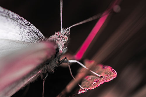 Resting Wood White Butterfly Perched Atop Leaf (Pink Tint Photo)