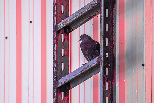 Rusted Ladder Pigeon Keeping Watch (Pink Tint Photo)