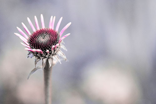 Sprouting Coneflower Taking Shape (Pink Tint Photo)