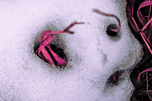 Twisting Grass Eyed Snow Face (Pink Tint Photo)
