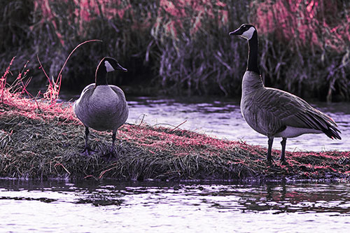 Two Canadian Geese Enjoying Sunset Among Shoreline (Pink Tint Photo)