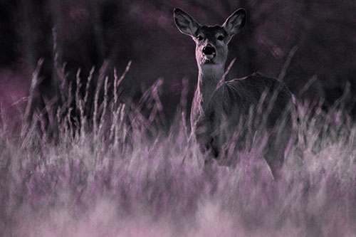 White Tailed Deer Stares Behind Feather Reed Grass (Pink Tint Photo)