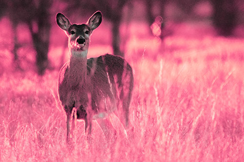 White Tailed Deer Watches With Anticipation (Pink Tint Photo)