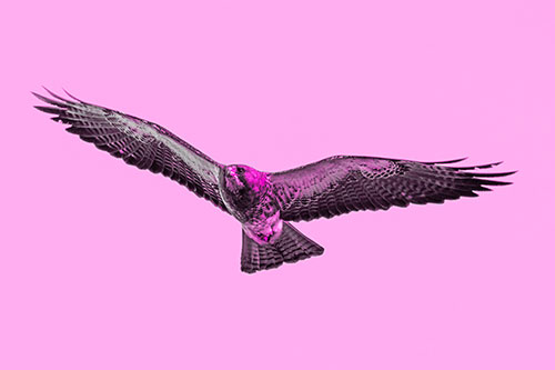 Flying Rough Legged Hawk Patrolling Sky (Pink Tone Photo)