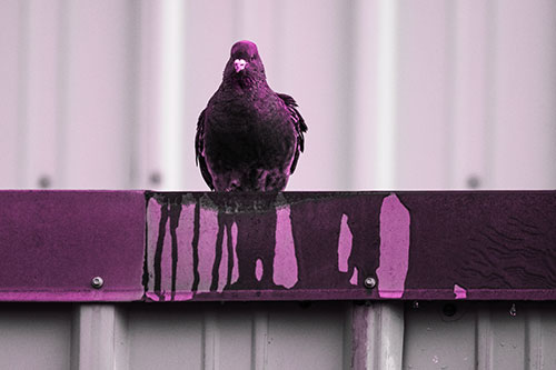 Glaring Pigeon Keeping Watch Along Steel Roof Edge (Pink Tone Photo)