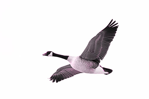 Honking Goose Soaring The Sky (Pink Tone Photo)