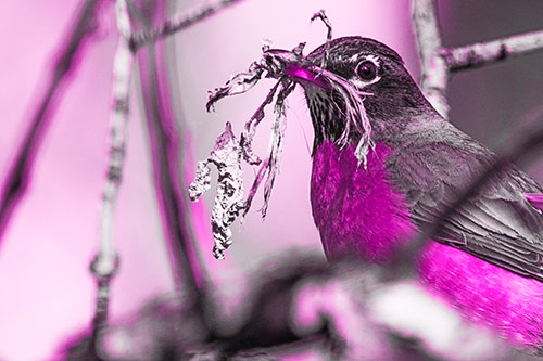 Mouthful American Robin Collecting Nest Straw (Pink Tone Photo)