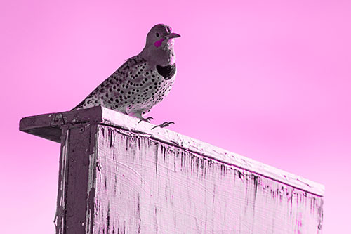 Northern Flicker Woodpecker Keeping Watch Atop Birdhouse (Pink Tone Photo)