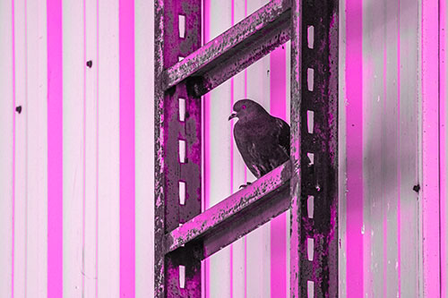 Rusted Ladder Pigeon Keeping Watch (Pink Tone Photo)