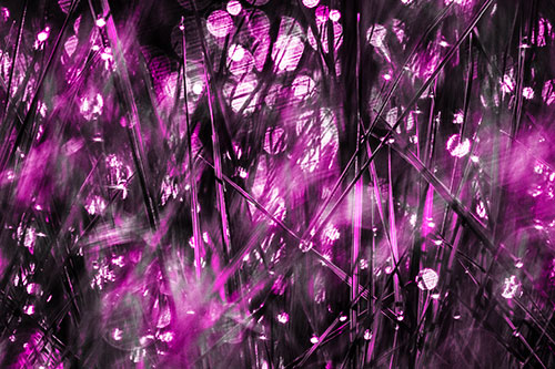 Sunlight Sparkles Burst Through Dewy Grass (Pink Tone Photo)