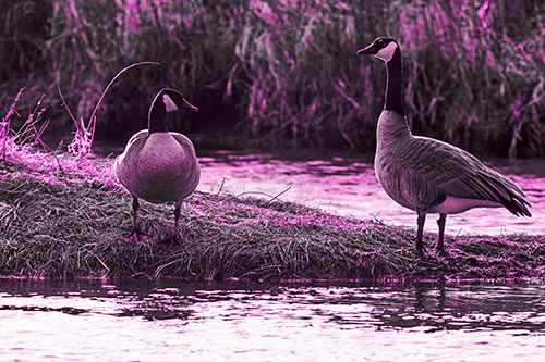 Two Canadian Geese Enjoying Sunset Among Shoreline (Pink Tone Photo)