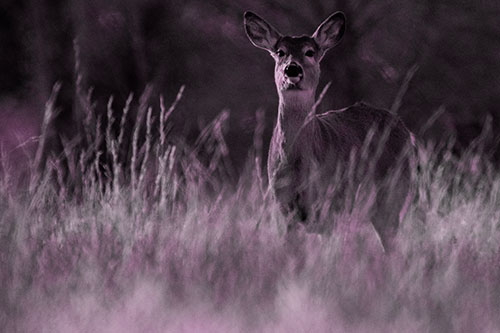 White Tailed Deer Stares Behind Feather Reed Grass (Pink Tone Photo)