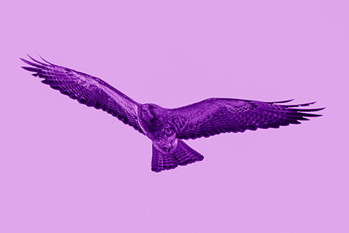 Flying Rough Legged Hawk Patrolling Sky (Purple Shade Photo)